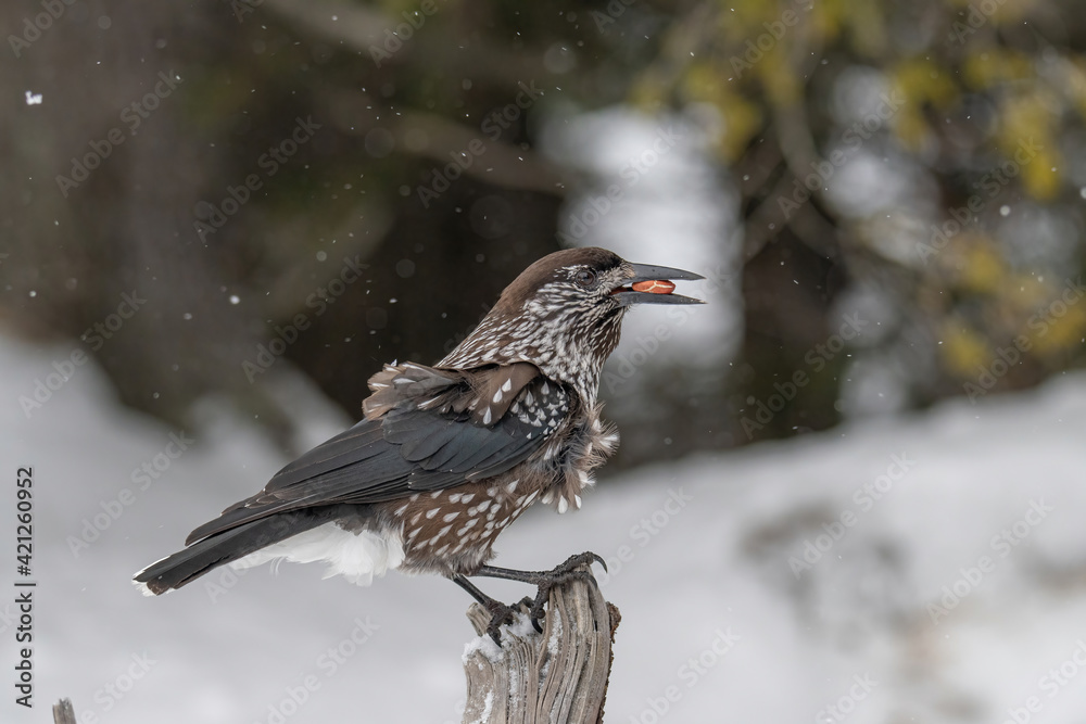 Fototapeta premium Close-up portrait of beautiful Spotted Nutcracker (Nucifraga caryocatactes)