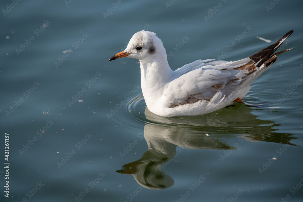 Close up of Black-headed gull (Chroicocephalus ridibundus) Close up of Black-headed gull (Chroicocephalus ridibundus)