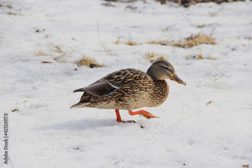 wild duck in the snow in winter looking for food