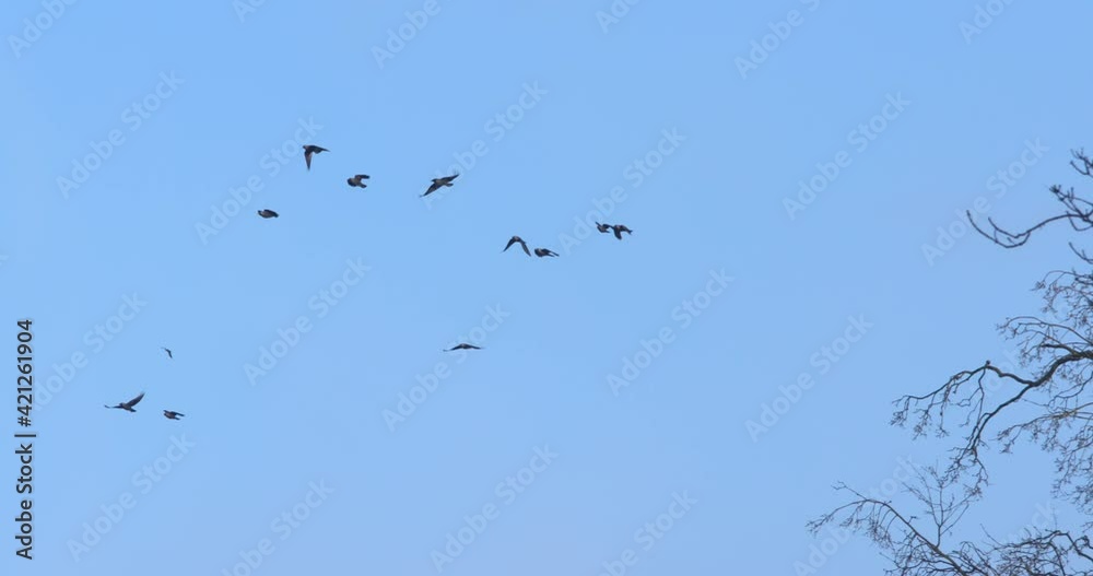 Flock of black birds crow rook raven jackdaw scatter from tree and fly away Flock of black birds crow rook raven jackdaw scatter from tree and fly away