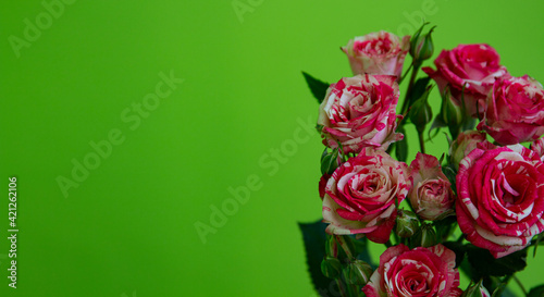 close-up of a bouquet of striped roses  Variegata from Bologna on a green background. Place for text