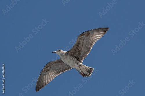 Close up of Caspian gull Larus cachinnans