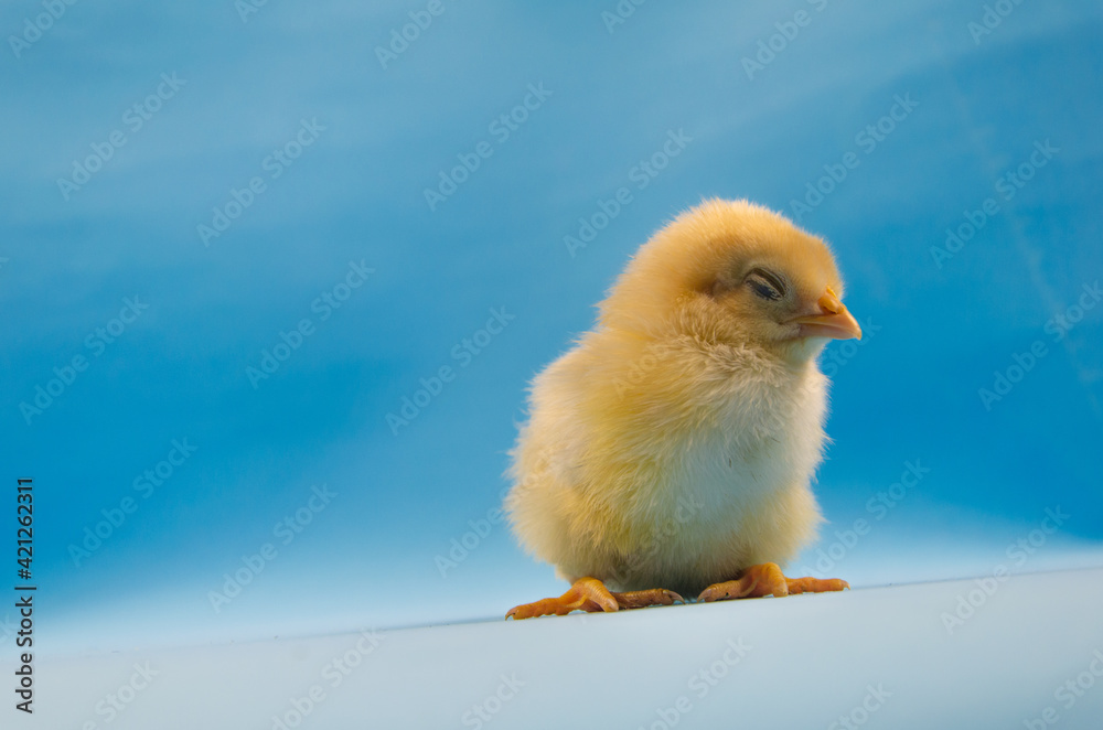 Little sleeping chicken on a blue background. Little sleeping chicken on a blue background.