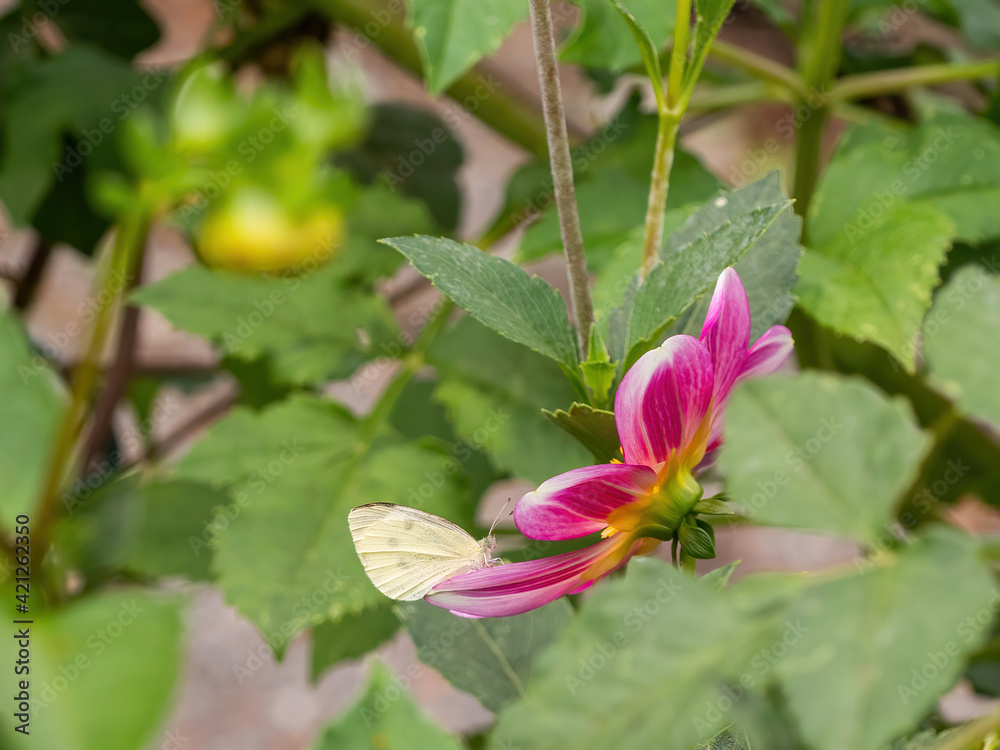 sulfur butterfly on pink dahlia flower sulfur butterfly on pink dahlia flower
