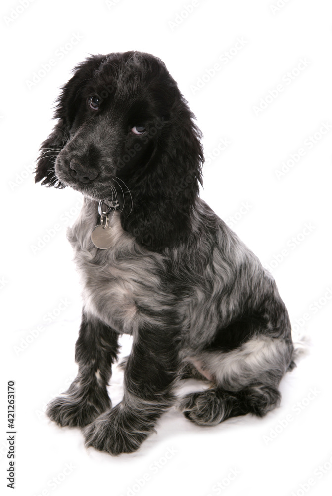 Cocker spaniel Cocker spaniel