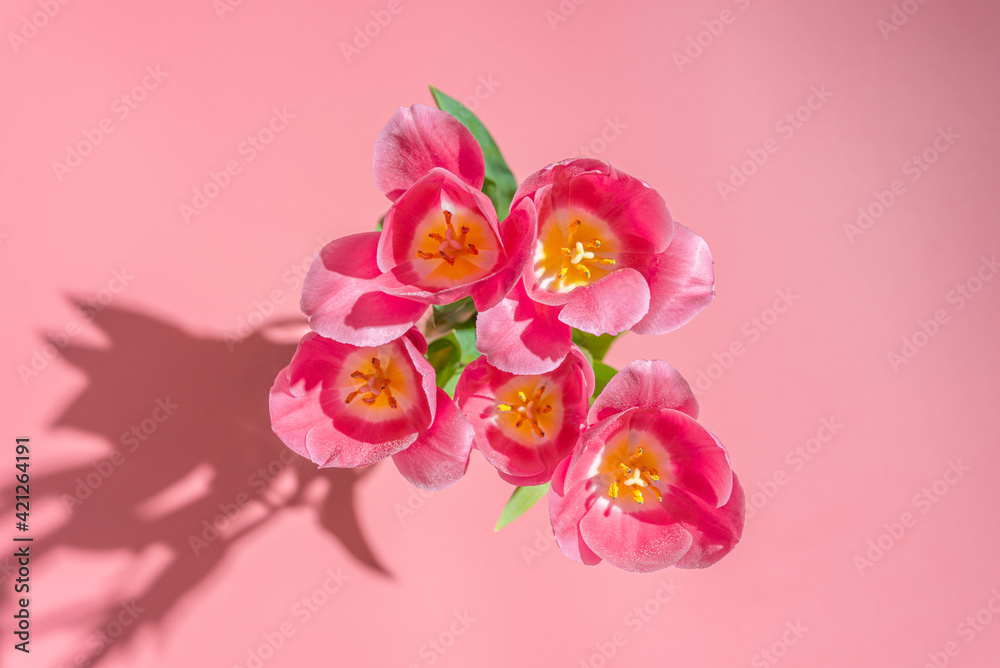 Fototapeta premium Pink tulips in a vase on a pink background, hard sunlight. Floral spring background.Top view.