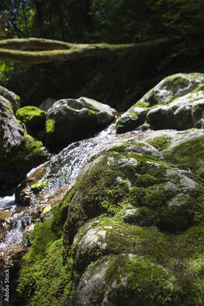 깨끗한 물이 흐르고있는 이끼낀 계곡