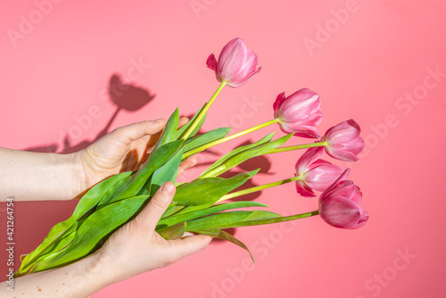 A girl holding pink tulips  a woman s hands with a bouquet gift on a pink background  hard sunlight. Floral spring background.