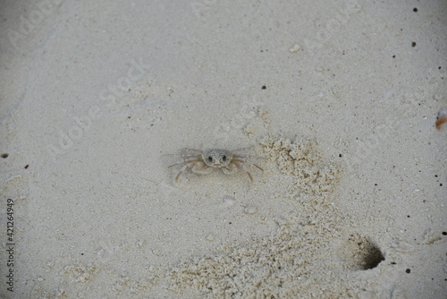 cute crab