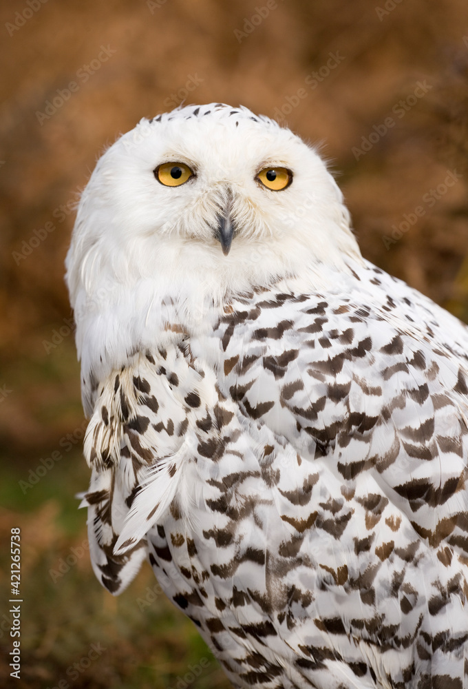 Obraz premium Snowy Owl