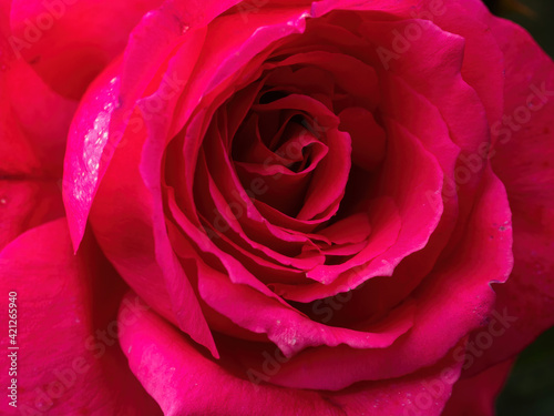 macro of red rose petals
