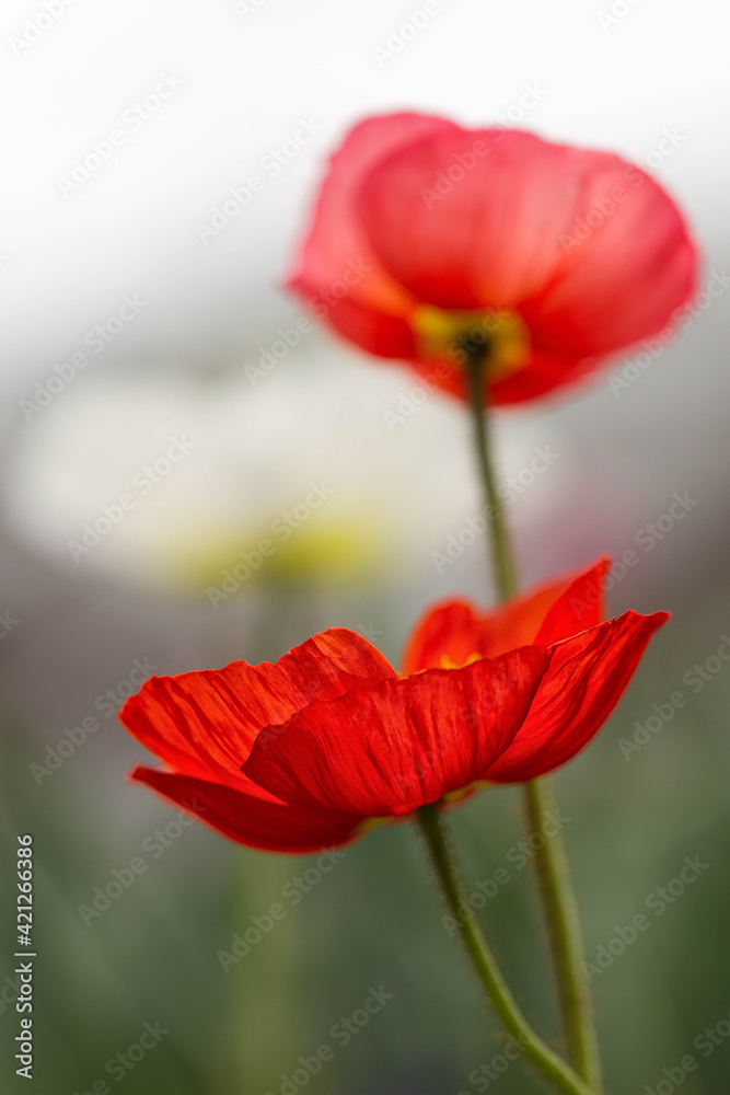 Obraz premium Mohnblume, Mohnblumen 