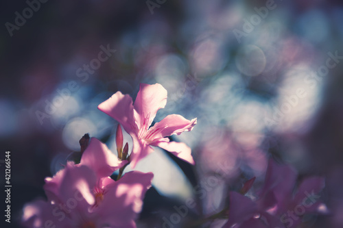 Macro image of blooming pink flower  shallow depth of field. Beautiful summer nature background.