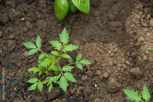 Tomato seedling, planted in the spring garden