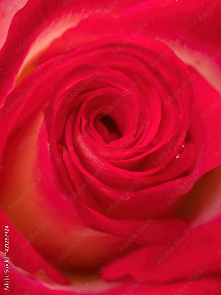 macro of pink rose petals macro of pink rose petals