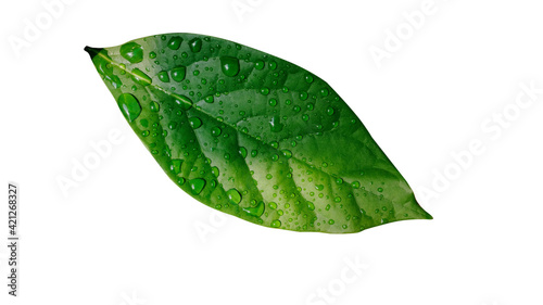 Leaf water droplets isolated on white background