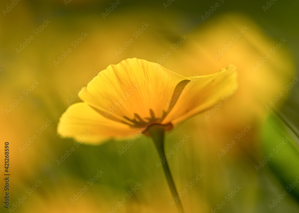 Mohnblume, Mohnblumen Mohnblume, Mohnblumen