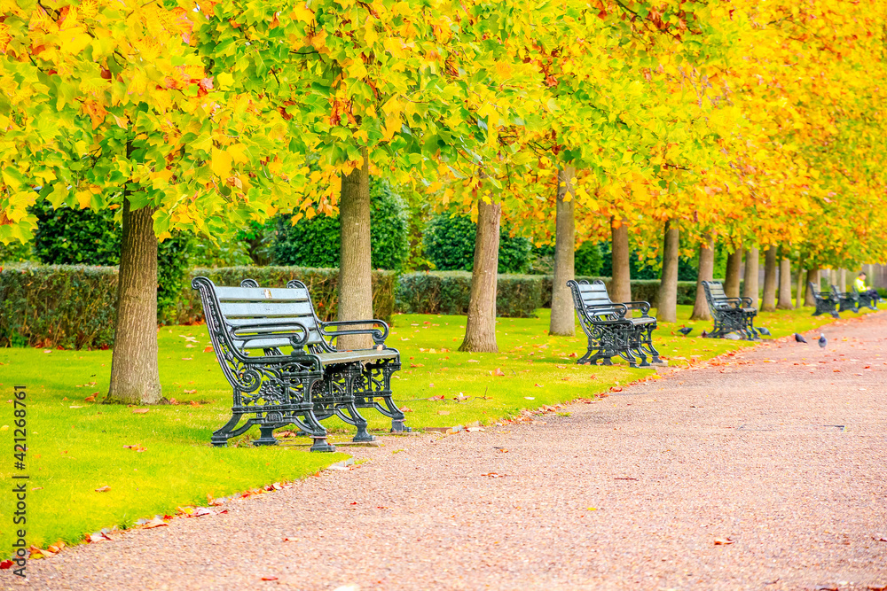 Autumn season with treelined avenue in the Regent's Park of London