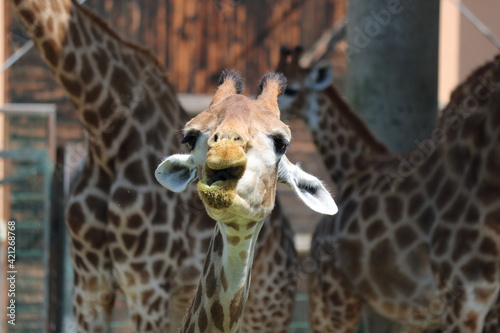 Giraffa faccia © nicola