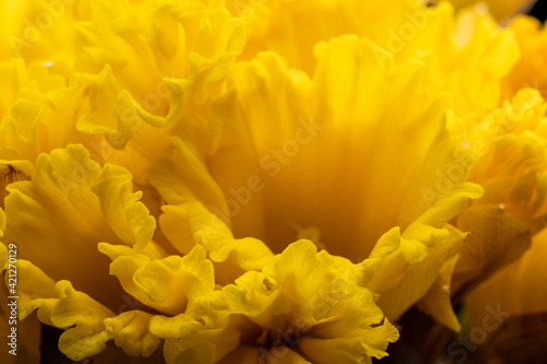 Yellow daffodils. Bouquet of narcissus flowers, on a black background. © Provokator