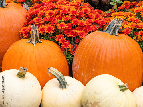 fall display of white and orange pumpkins with mums in autumn