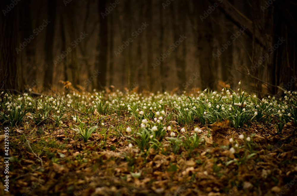 A large area of spring snowflakes, white blooming in a dark forest