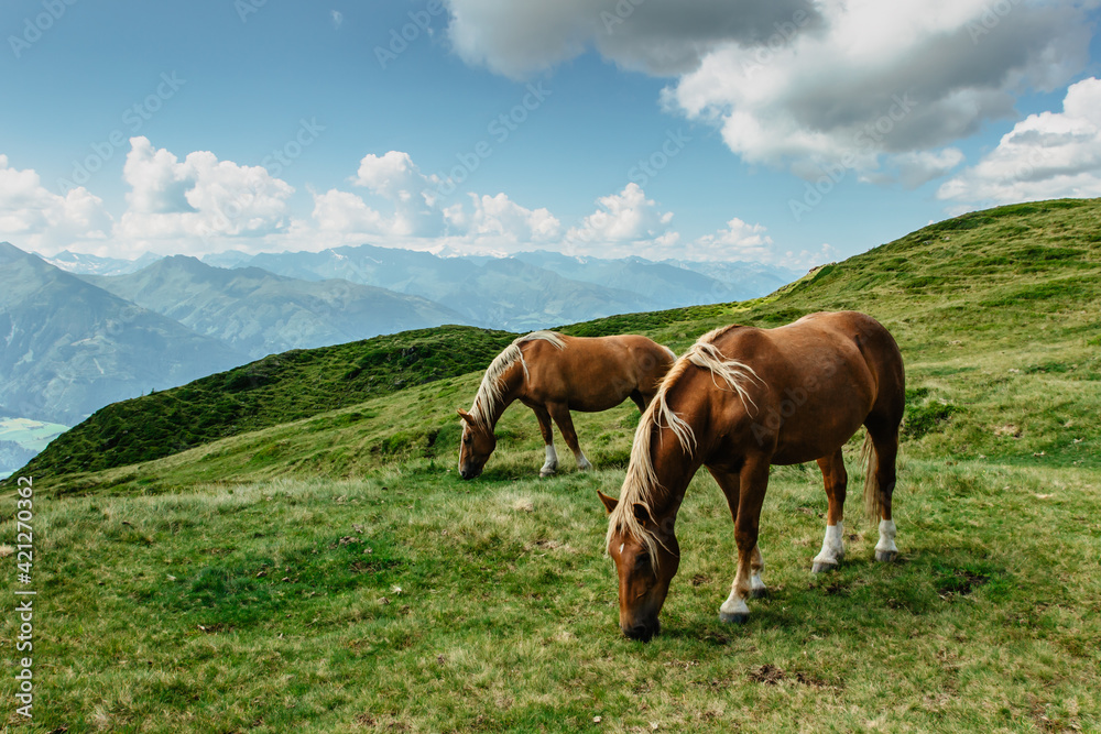Horse on a pasture with a great view of the mountains. Brown stallion roaming free in summer Alpine meadow. Herd of horses in green rural countryside. Mammal farm animals