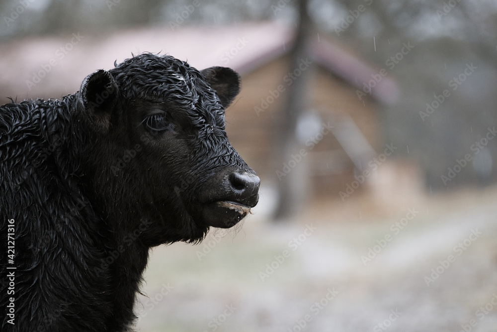 Wet black calf during rainy weather on farm with blurred background, close up portrait of young beef cow. Wet black calf during rainy weather on farm with blurred background, close up portrait of young beef cow.