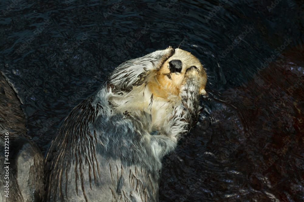 Sea otter (Enhydra lutris)