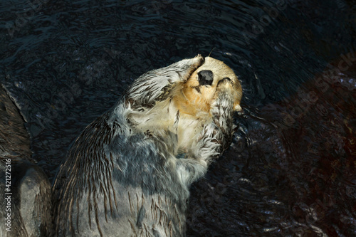 Sea otter (Enhydra lutris)