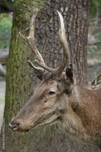 Fototapeta Naklejka Na Ścianę i Meble -  Barbary stag (Cervus elaphus barbarus)