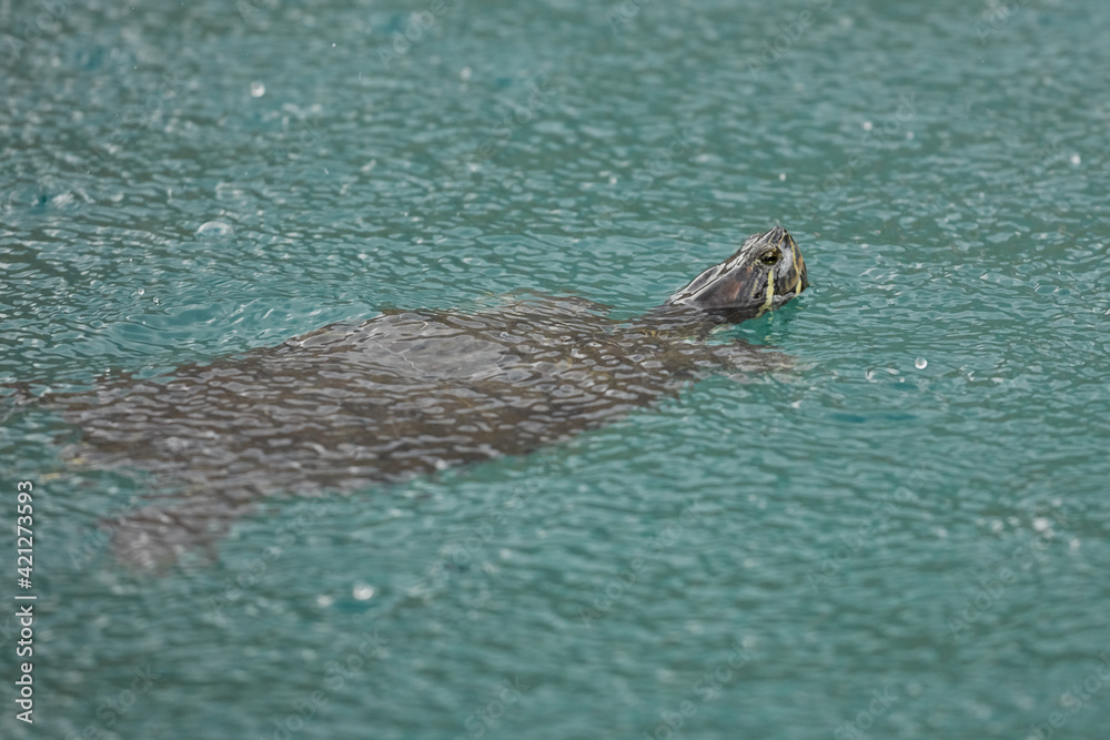 Freshwater turtles in Kournas lake Crete island