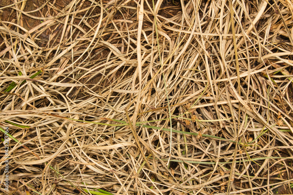 close up of a pile of grass