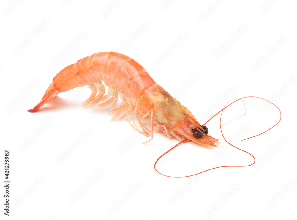 shrimps on a white background