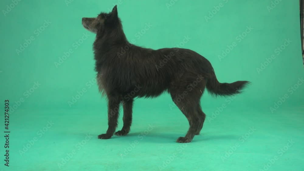 Funny dog on green screen Funny dog on green screen