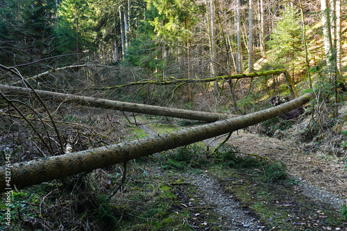 Sturmschaden im Wald, storm damage in the forest