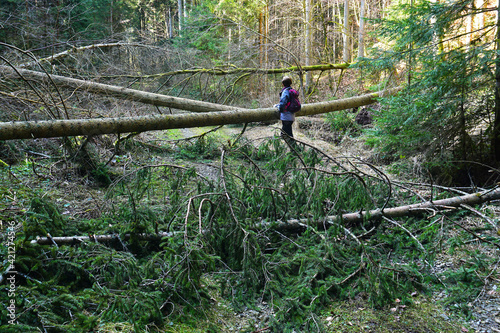 Sturmschaden im Wald, storm damage in the forest
