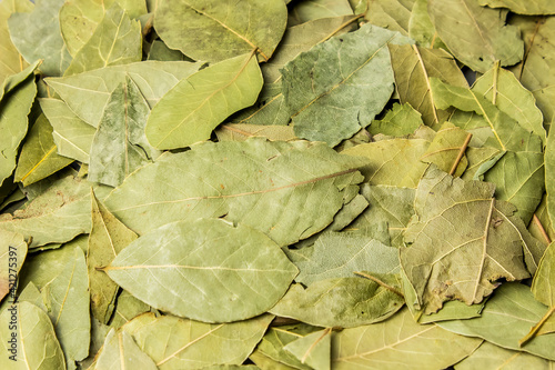 Fototapeta Naklejka Na Ścianę i Meble -  dry bay leaves  on a gray background. Seasoning and spice