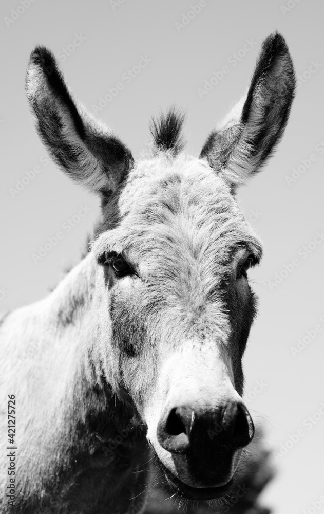 Mini donkey portrait close up shows long ear looking at camera in rustic black and white. Mini donkey portrait close up shows long ear looking at camera in rustic black and white.