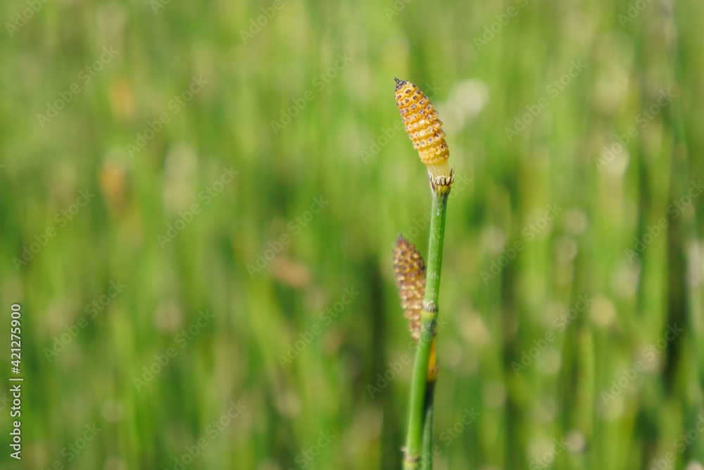 The beautiful Equisetum debile Roxb. ex Vaucher or the Horsetail plants in the garden The beautiful Equisetum debile Roxb. ex Vaucher or the Horsetail plants in the garden