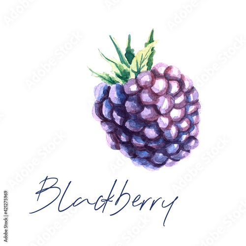 Watercolor botanic illustration with blackberry on white background. Hand drawn food collection with berries. Perfect for cosmetics and perfumes, culinary books, magazines, textiles.