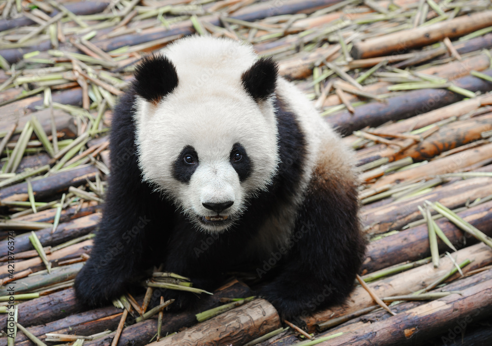 Fototapeta premium Closeup of giant panda bear 