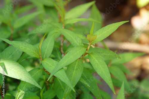 Fresh green Vietnamese Coriander (Polygonum odoratum Lour) in the vegetable garden.