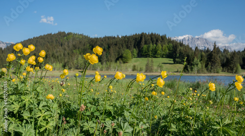 yellow globeflowers in alpine landscape, lake Geroldsee bavaria