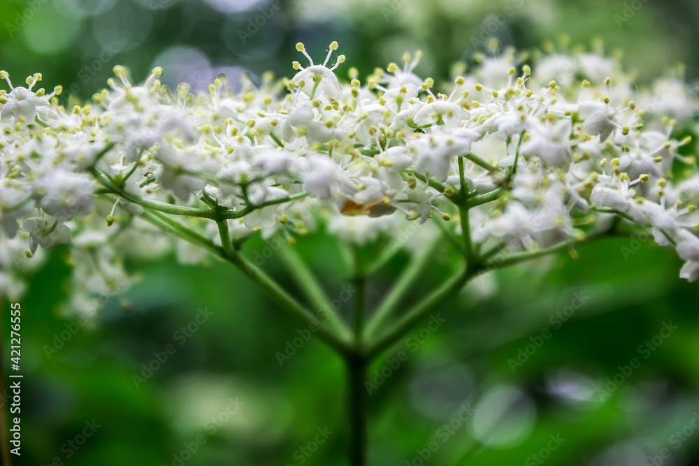 a branch of blooming elderberry with white small flowers on a green deciduous background. macro photography a branch of blooming elderberry with white small flowers on a green deciduous background. macro photography