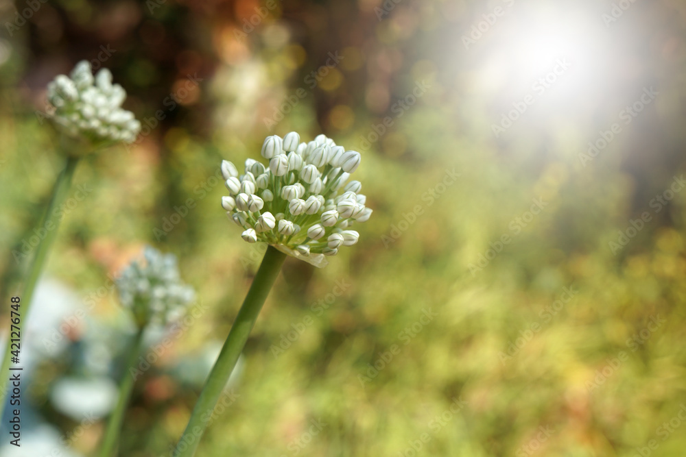 blooming onion plant in garden. white onions flowers. blooming onion plant in garden. white onions flowers.