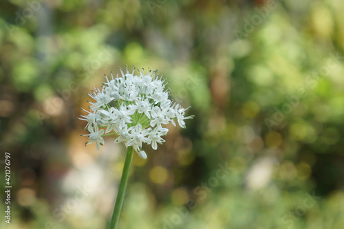 blooming onion plant in garden. white onions flowers. 