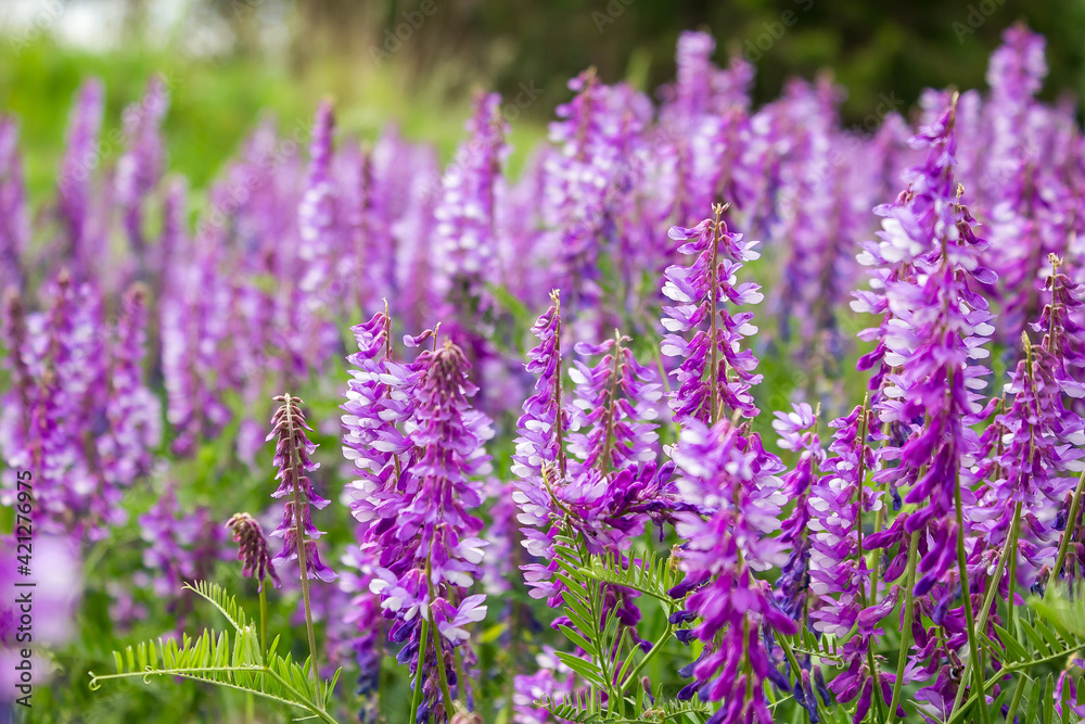 purple wildflowers for bee pollination and honey production. meadow with green grass and abundant flowering purple wildflowers for bee pollination and honey production. meadow with green grass and abundant flowering