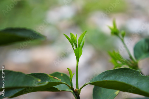 Young shoots of a Lime tree are growing in the natural background, with selected focus and blur background. Citrus aurantiifolia (Christm.) Swingle