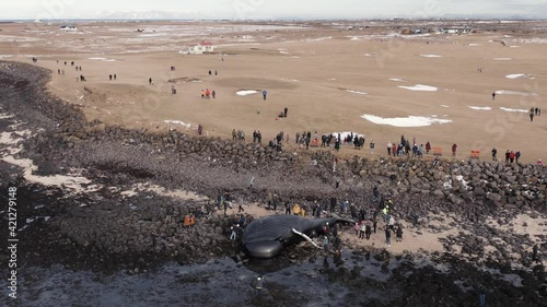 Crowd watching carcass of dead whale during low tide on shore in Iceland photo